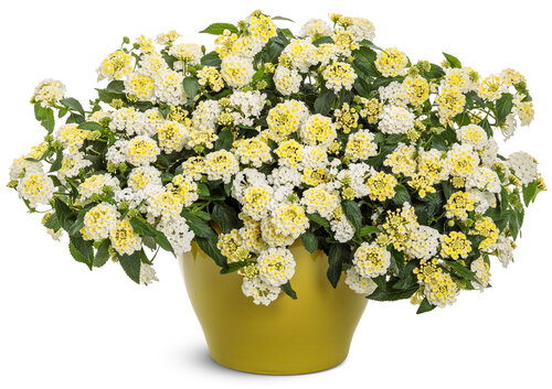 Luscious® Vanilla Breeze™ - Lantana 