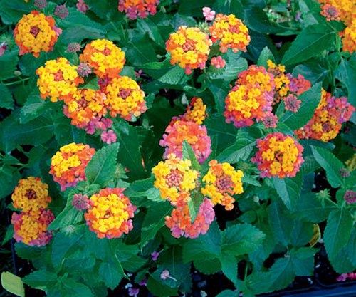 lantana_peter.jpg