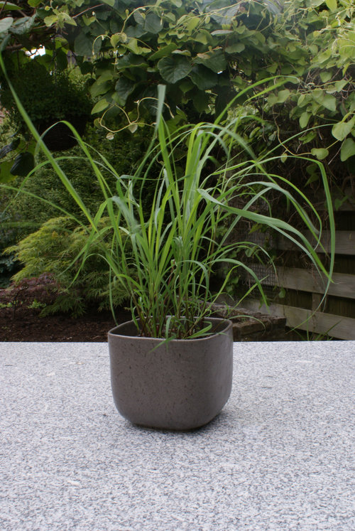 lemongrass_cymbopogon_14her-7963.jpg