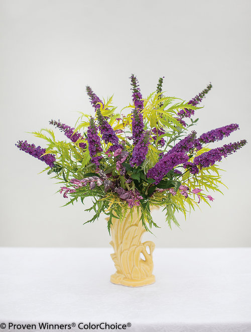 Proven Winners ColorChoice flower arrangement