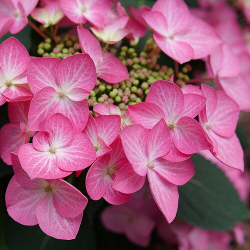 A close view of wide, bright pink infertile florets and tiny fertile florets.