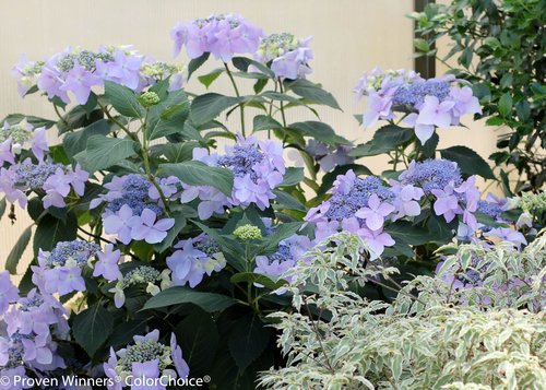 Let's Dance Diva! Hydrangea