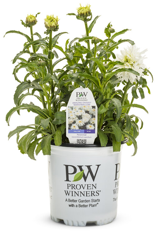 leucanthemum_amazing_daisies_marshmallow_gal.jpg Proven Winners