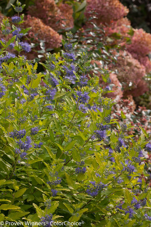 Lil' Miss Sunshine Caryopteris in the landscape