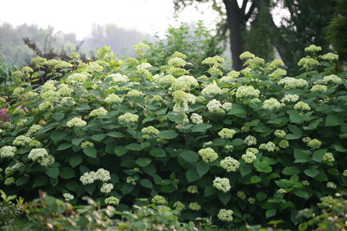Lime Rickey hydrangea