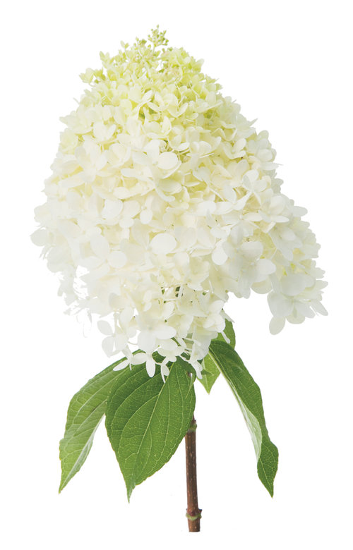 Limelight Hydrangea