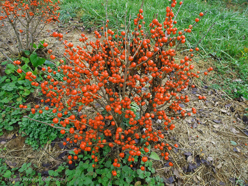 Little Goblin Orange Winterberry Holly
