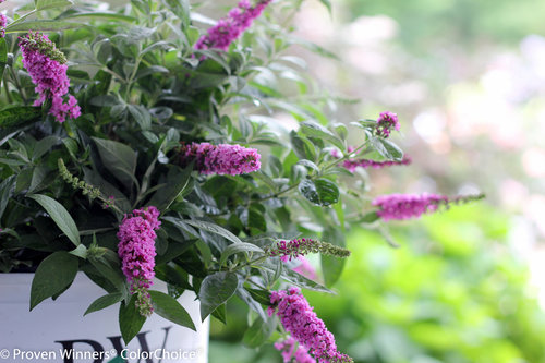 Lo & Behold 'Pink Micro Chip' Buddleia (butterfly bush)