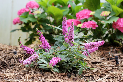 Lo & Behold 'Pink Micro Chip' Buddleia