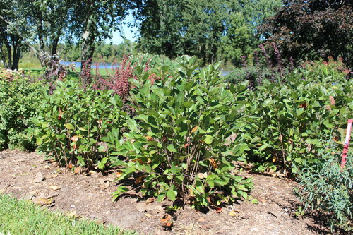 Low Scape Hedger aronia