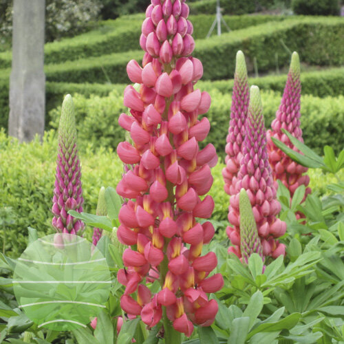 lupin-west-country-towering-inferno-5.jpg
