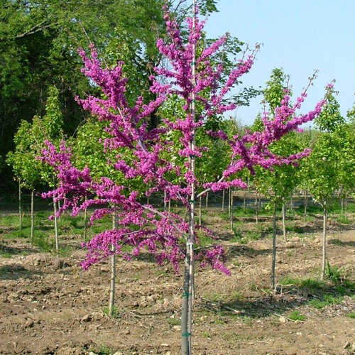 A Luscious Lavender redbud's branches are lined with tiny bright magenta flowers