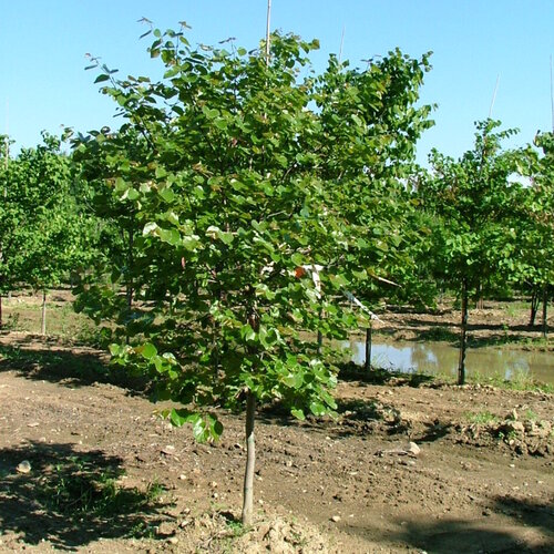 A Luscious Lavender redbud in the summertime showing off its large, glossy leave
