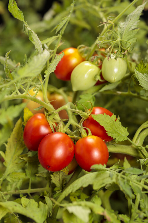lycopersicon_tempting_tomatoes_garden_gem.jpg