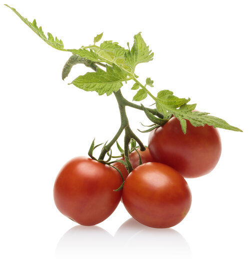 lycopersicon_tempting_tomatoes_garden_gem_macro_03.jpg