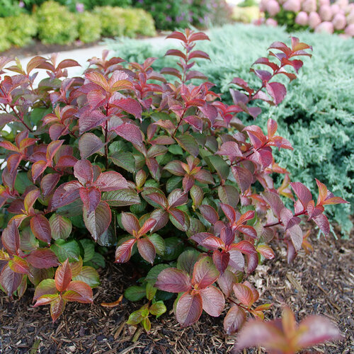 A rounded Midnight Sun weigela in the landscape, its foliage a blend of color.