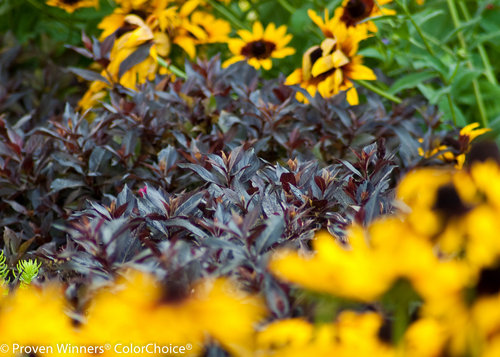 Midnight Wine Weigela