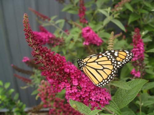 'Miss Molly' butterfly bush