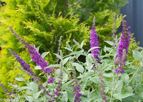 Miss Violet Buddleia