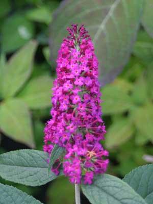 Buddleia 'Miss Ruby' (butterfly bush)