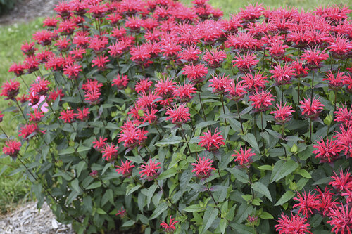 Monarda Upscale Red Velvet