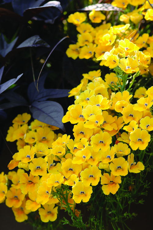nemesia_juicy_fruit_carambola.jpg