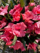 Roller Coaster Tangy Taffy - New Guinea Impatiens