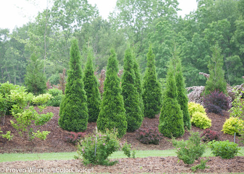 North Pole Thuja (arborvitae)