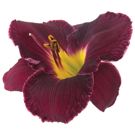 Nosferatu Daylily