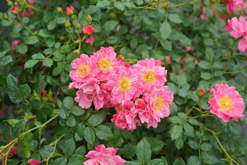 Oso Easy Double Pink rose