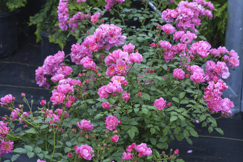 Oso Easy Double Pink rose