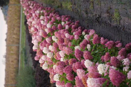 A flowering hedge of Zinfin Doll panicle hydrangea.