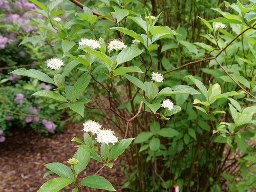 Arctic Fire Red twig dogwood