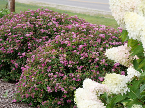 Double Play Doozie spirea reblooming