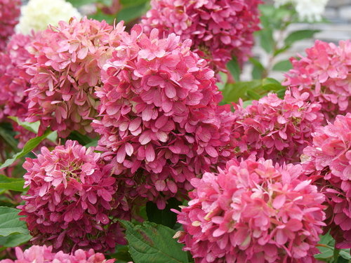 Closeup of the fully colorful blooms of Zinfin Doll panicle hydrangea