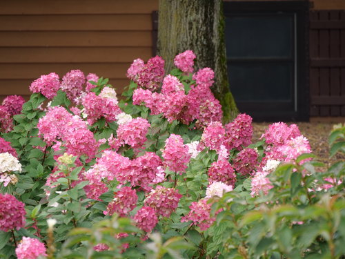 Zinfin Doll panicle hydrangea blooming in front of a house.