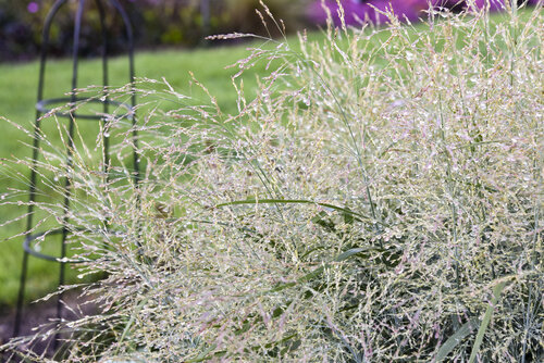 Panicum virgatum Prairie Winds Niagara Falls