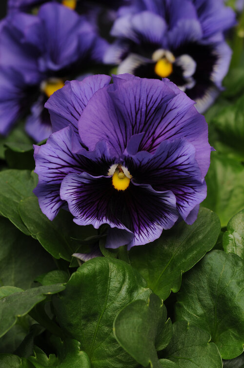 Frizzle Sizzle Blue - Ruffled Pansy