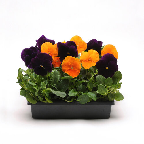 Matrix® Halloween Pansy