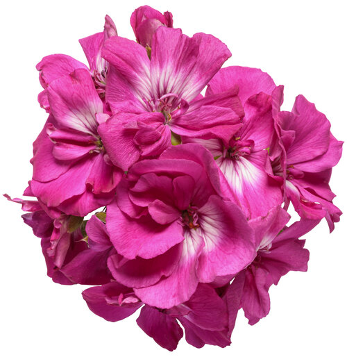 Boldly® Hot Pink 2022 - Geranium - Pelargonium