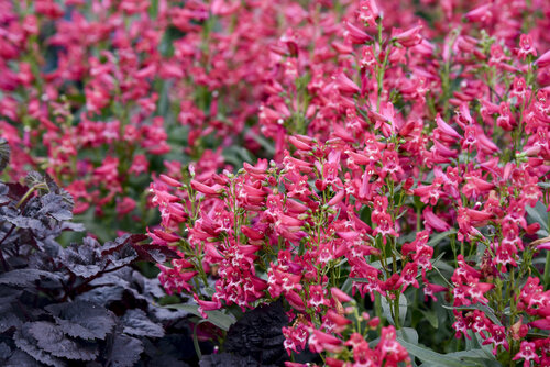 Penstemon Bejeweled Rose Rhinestones