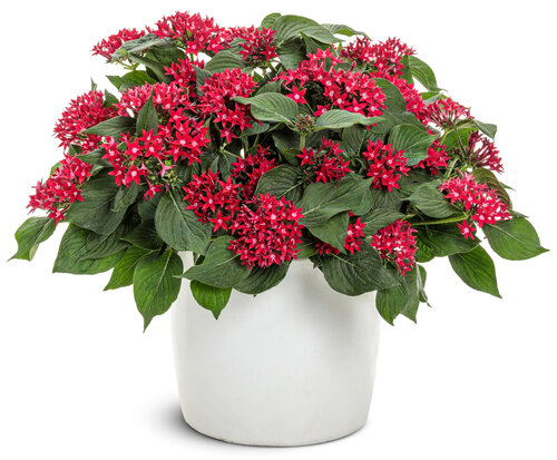 Sunstar® Red II - Egyptian star flower - Pentas