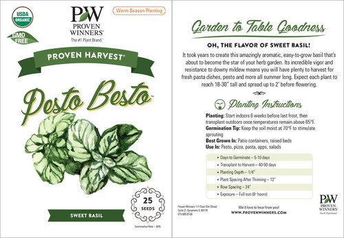 Pesto Besto™ - Sweet Italian Basil - Ocimum hybrid [nid:423864]