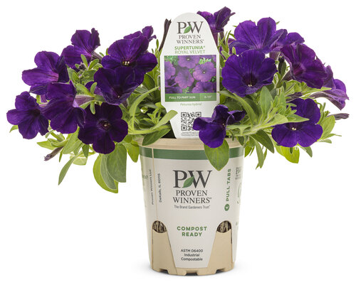 petunia_supertunia_royal_velvet_eco_grande.jpg