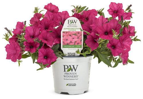 petunia_supertunia_vista_fuchsia_co-ex_classic.jpg