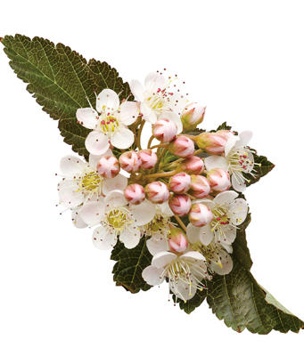 phisocarpus_coppertina_02.jpg