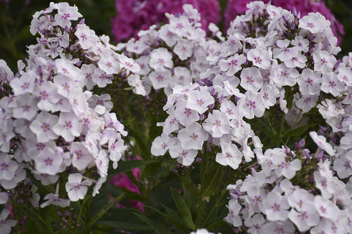 phlox_party_girl_cjw18_1.jpg