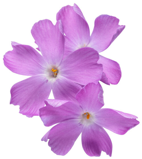 Spring Bling™ 'Rose Quartz' - Hybrid Spring Phlox