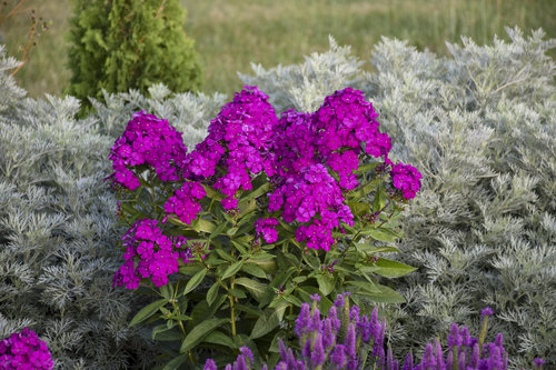 'Ultraviolet' Tall Garden Phlox