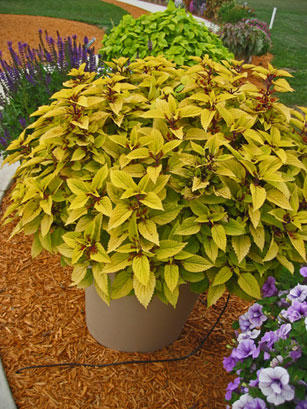 pineapplecoleus14upright.jpg